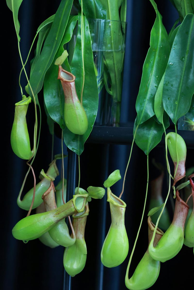 Rare Ecosystems and Plant Life Found Almost Nowhere Else