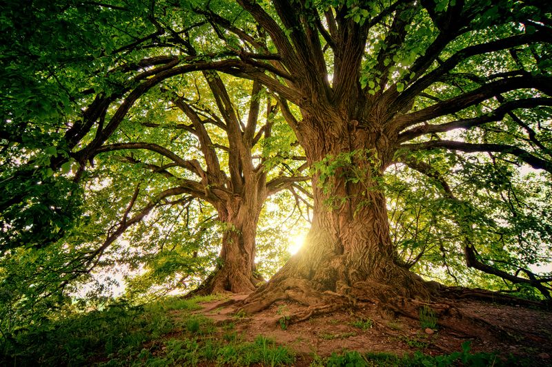 Rare Old-Growth Forest That Is Almost Impossible to Find in Indiana