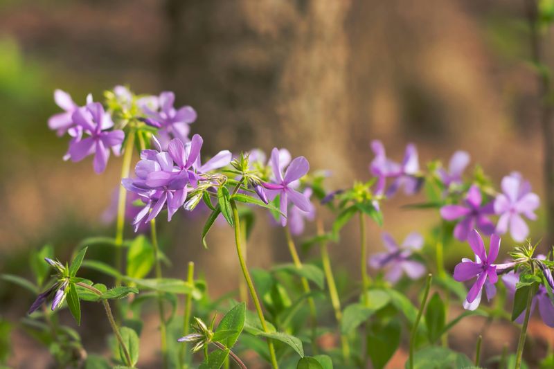 Rare Plant Communities, Fens, and Spectacular Spring Wildflowers