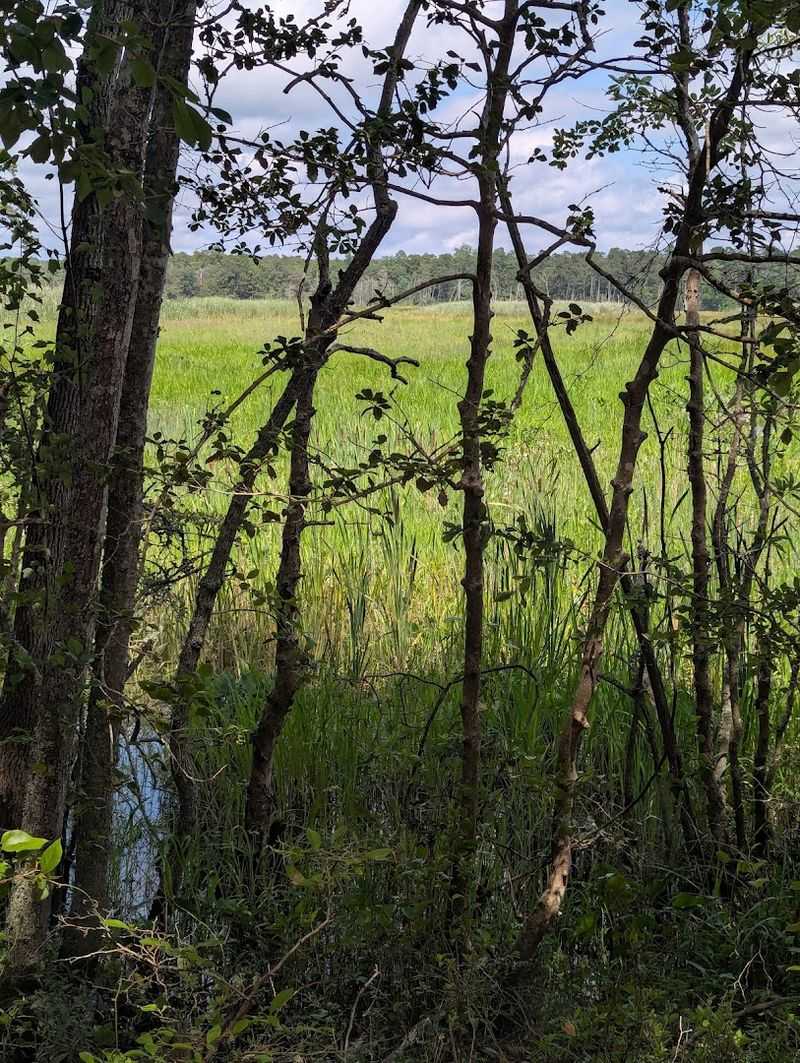 Rare Plants Found Nowhere Else On Earth Rare Plants Found Nowhere Else On Earth