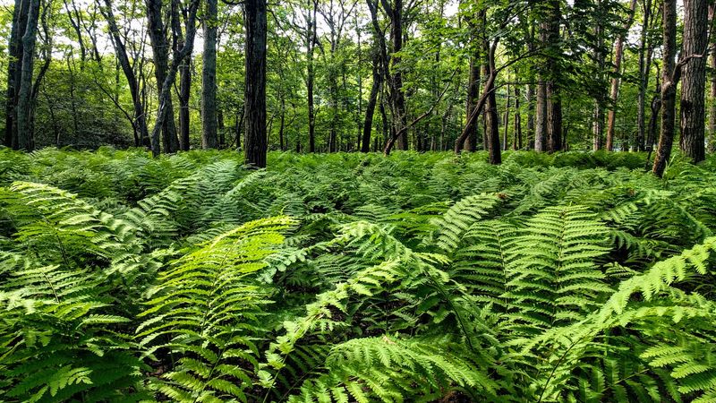 Rare Plants That Thrive at High Altitude