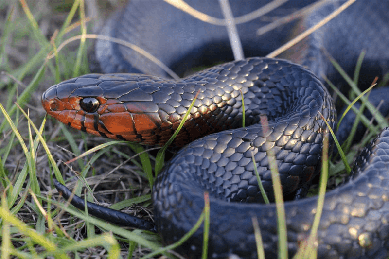 Rare and Endangered Wildlife You Can Actually See