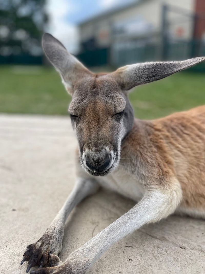 Red Kangaroos, Wallabies, and the Unexpected Wild Side of Ohio