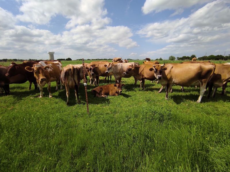 Registered Guernsey and Jersey Cattle You Can Actually See