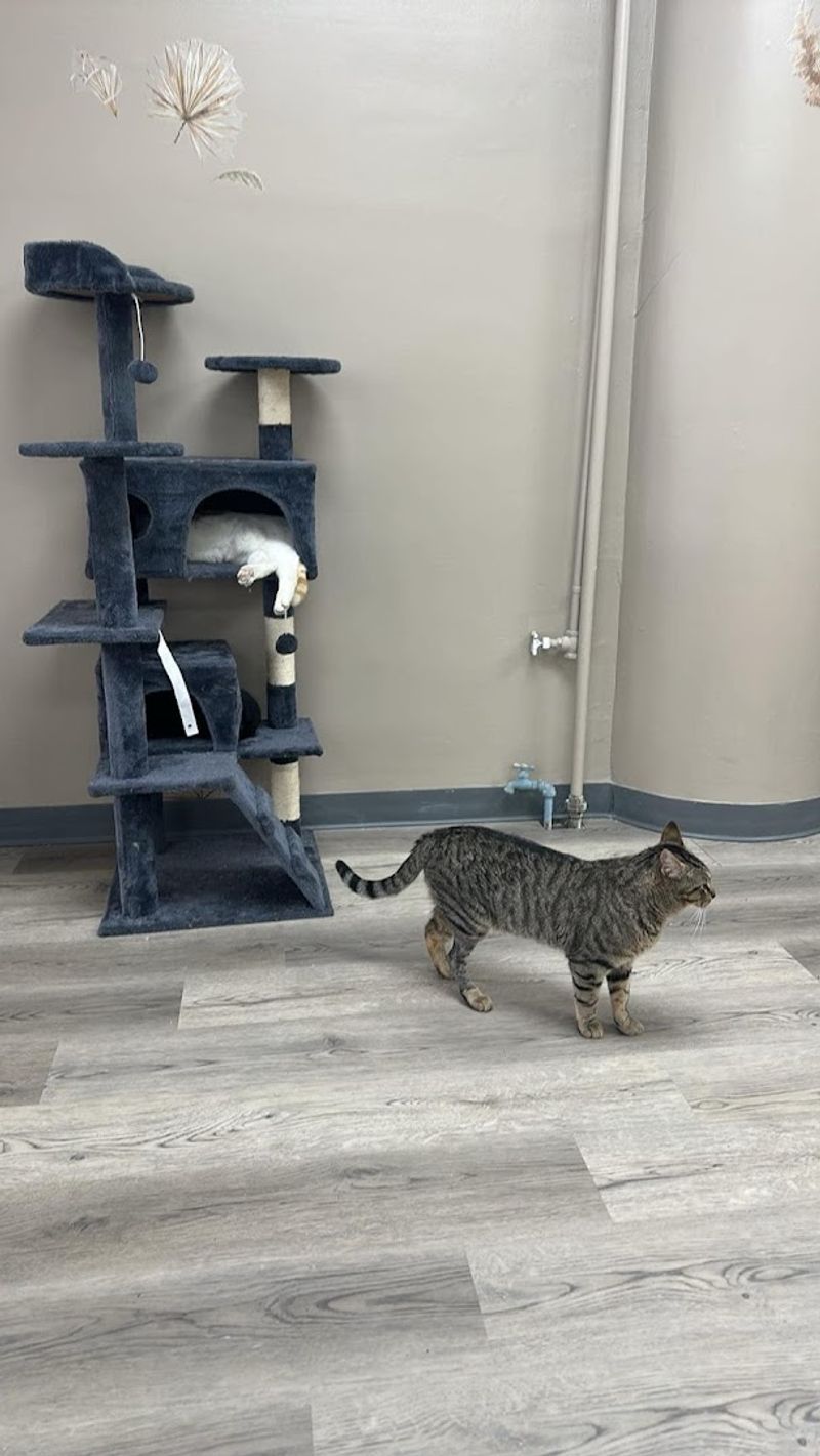 Rescue Cats Finding Their Forever Families