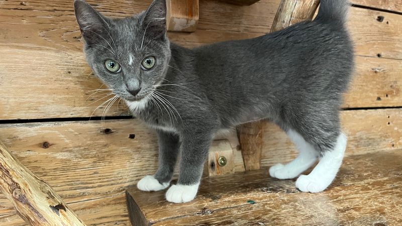 Rescue Cats With Big Personalities