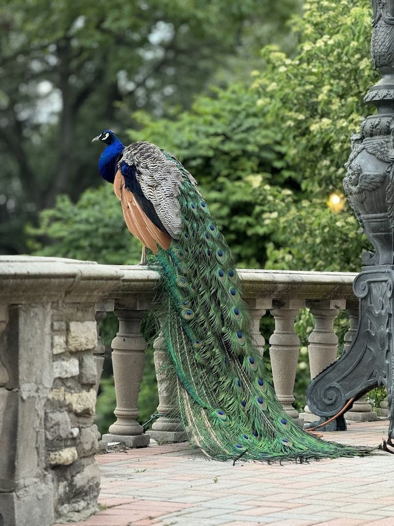 Resident Peacocks That Make Every Visit Memorable