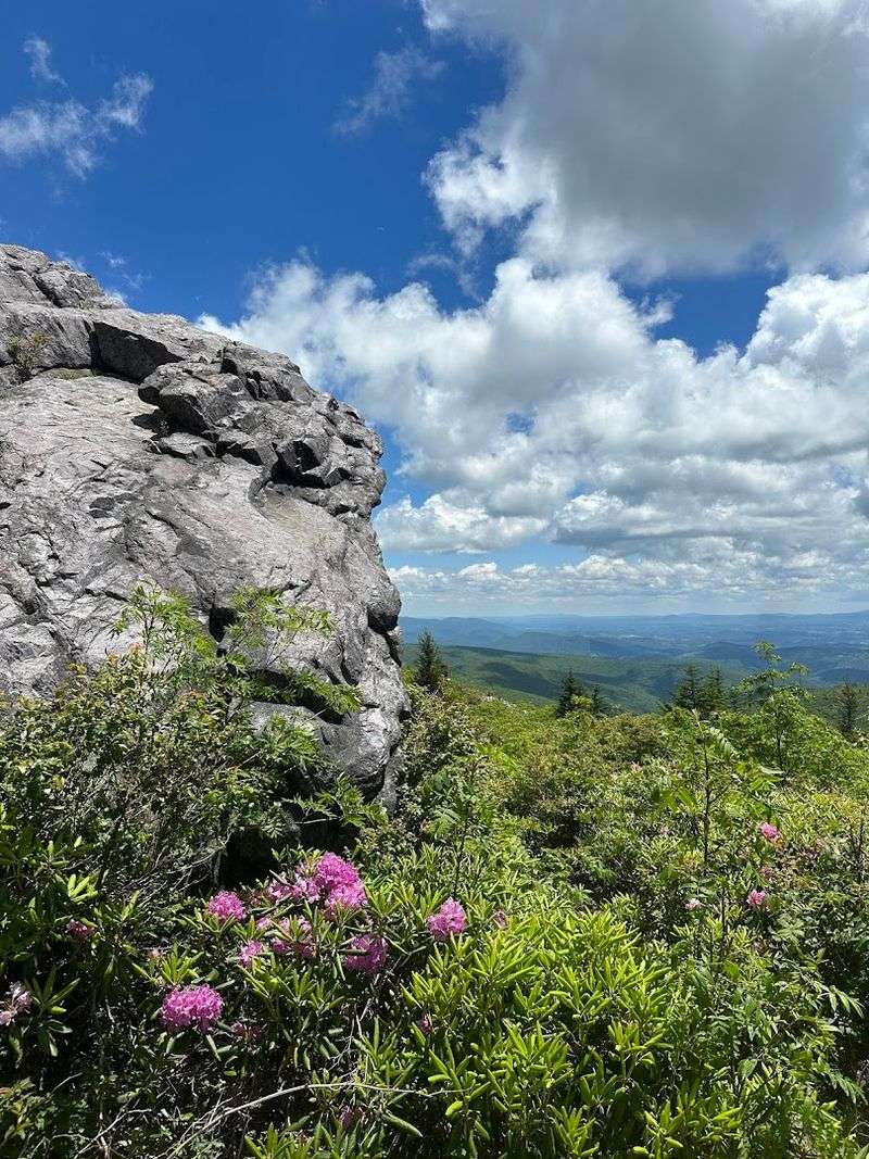 Rhododendron Trail and Wilburn Ridge: Pony-Spotting Perfection