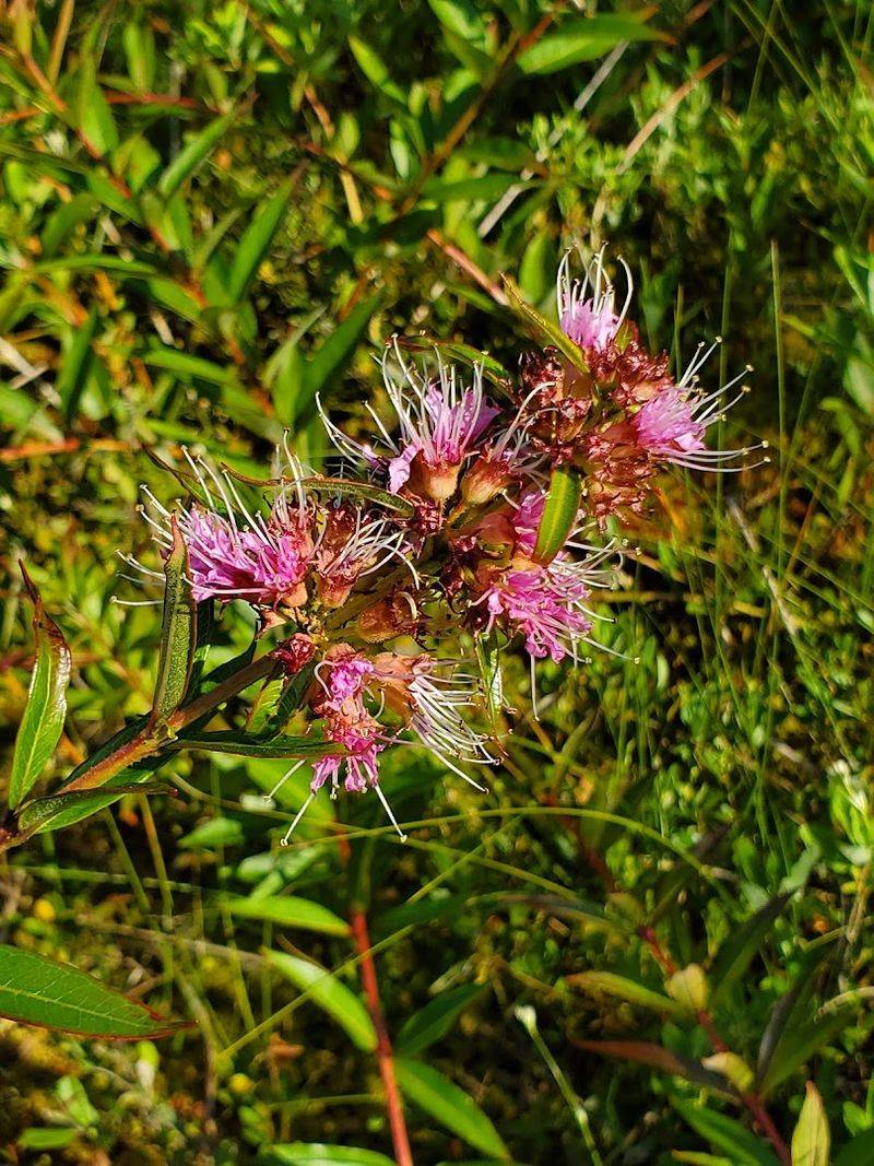 Rhodora and the Wildflowers of the Floating Mat