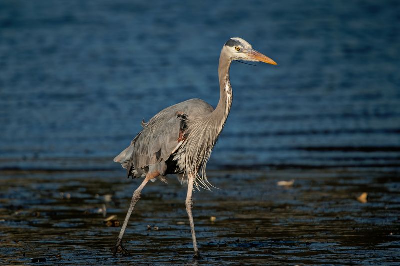 Rich Local Wildlife That Sparks Curiosity in Kids and Adults