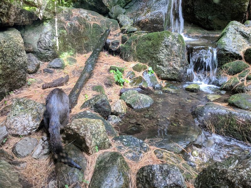River Otters and the Exhibit That Guarantees Smiles River Otters and the Exhibit That Guarantees Smiles