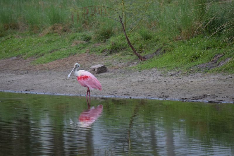 Roseate Spoonbills, Herons, and the Year-Round Residents