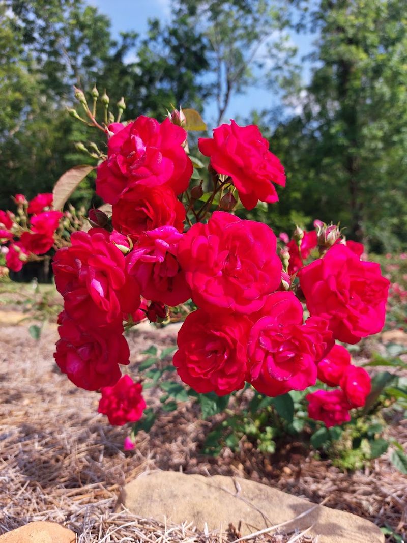 Roses, Camellias, and Themed Garden Sections Worth Slowing Down For