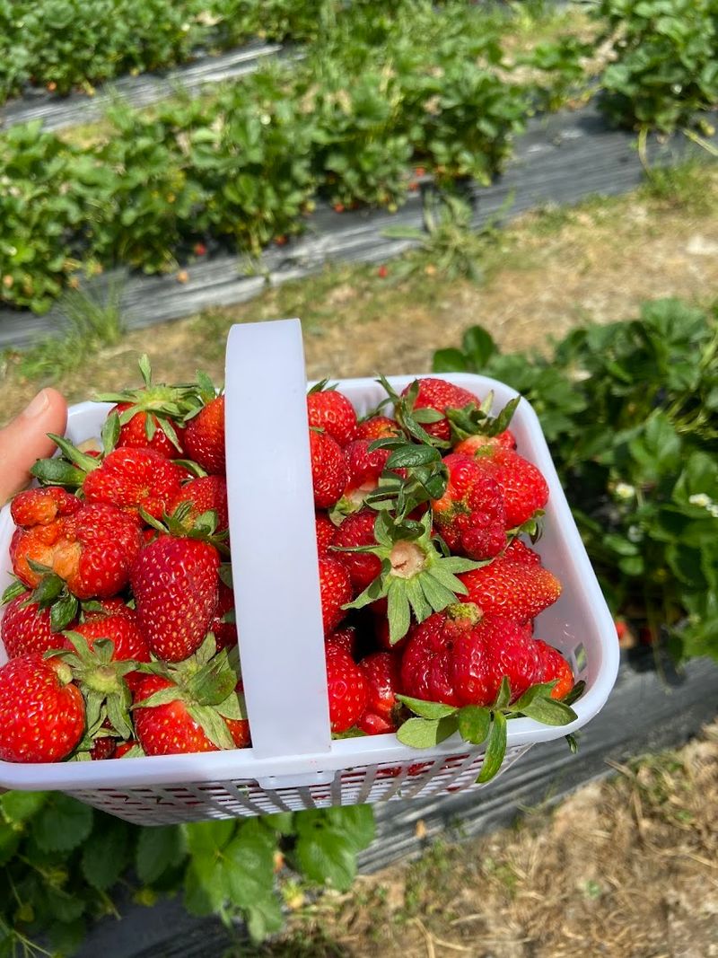 Salem Berry Farm, Virginia Beach