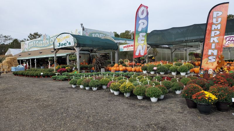 Seasonal Decorations and Holiday Offerings