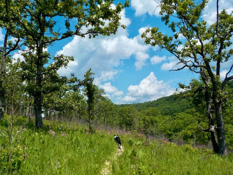 Sheep’s Cave Trail