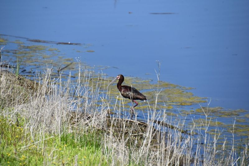 Silver Lake Road: The Refuge's Best Birding Corridor