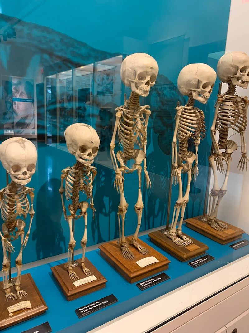 Skeletal Displays and Human Development