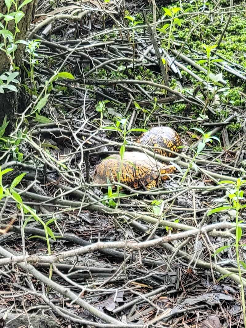 Snakes, Frogs, and Wildlife That Surprises You Snakes, Frogs, and Wildlife That Surprises You