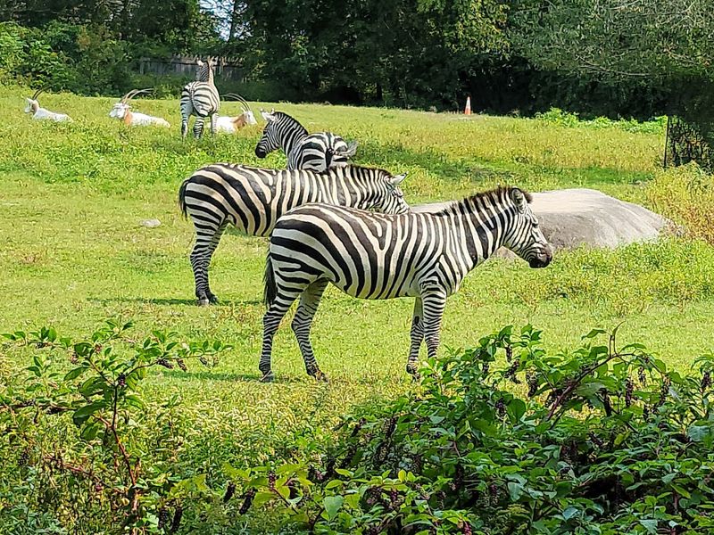 Southwick's Zoo (Mendon)