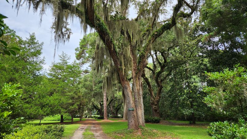 Spanish Moss Trail