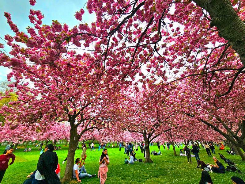Spring Blooms Go Completely Overboard Here
