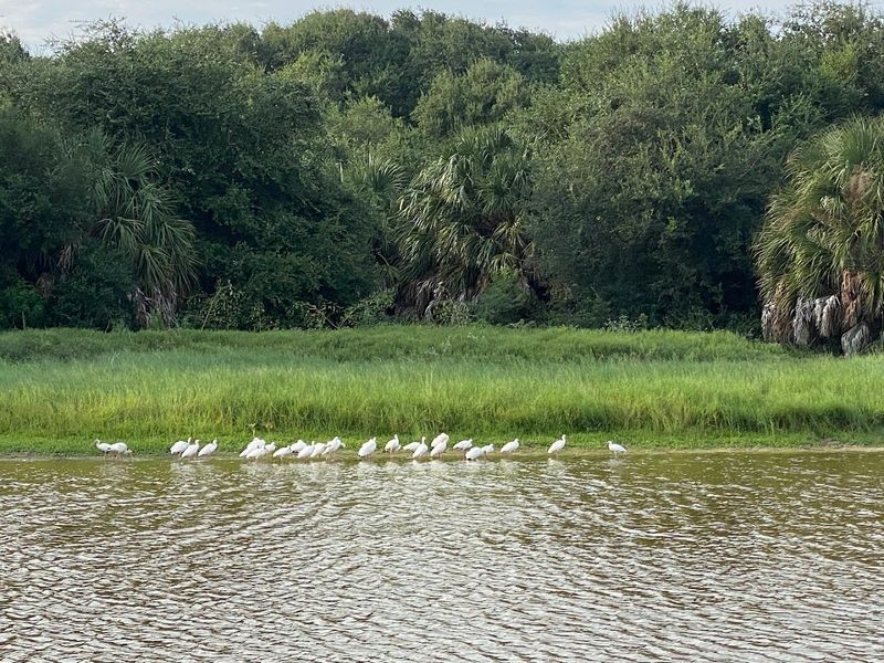 Spring Migration and the Birds That Will Blow Your Mind