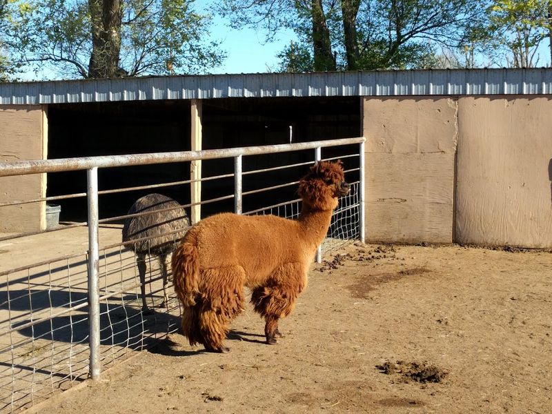 Spring Visits and Baby Animals on the Farm