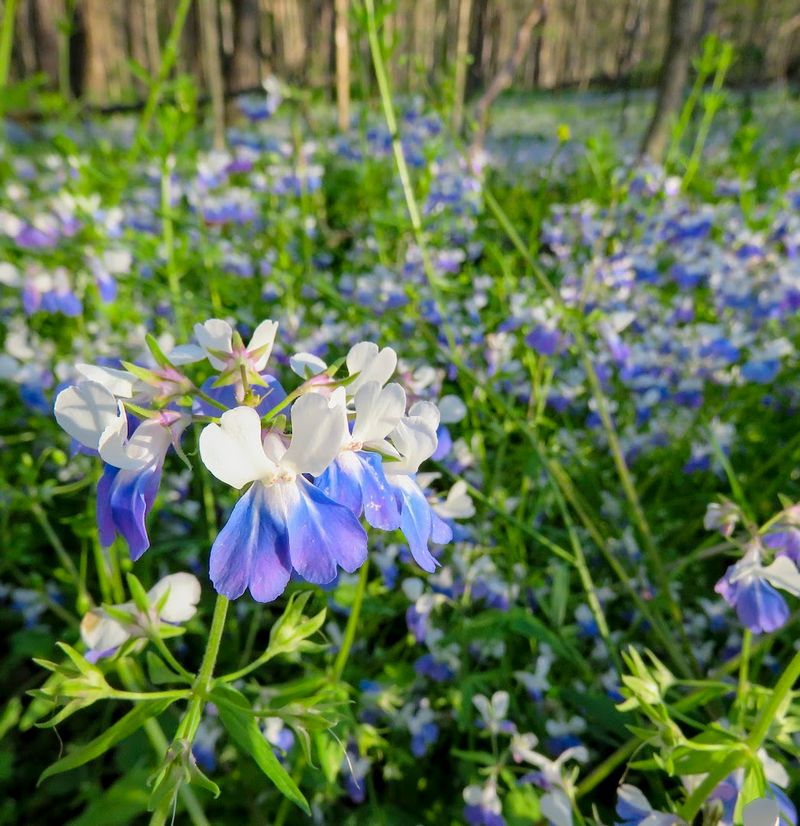Spring Wildflowers That Turn the Forest Floor Into Something Magical