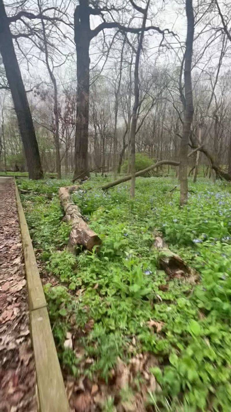 Spring Wildflowers That Turn the Forest Floor Into a Painting