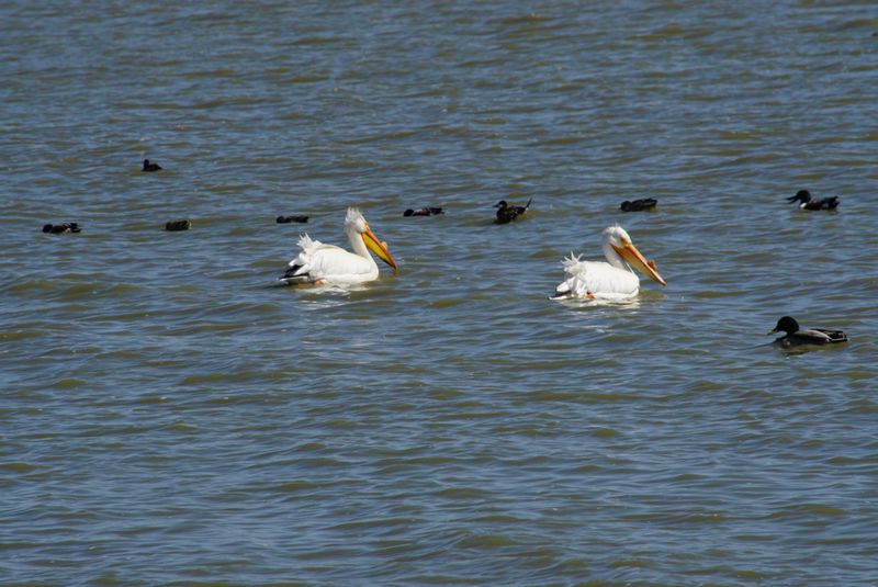 Spring and Fall Migration: When the Numbers Explode