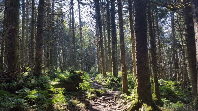 Spruce-Fir Forest: A Boreal World Above the Clouds