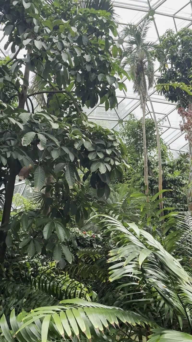 Stepping Into a Rainforest in the Middle of Missouri