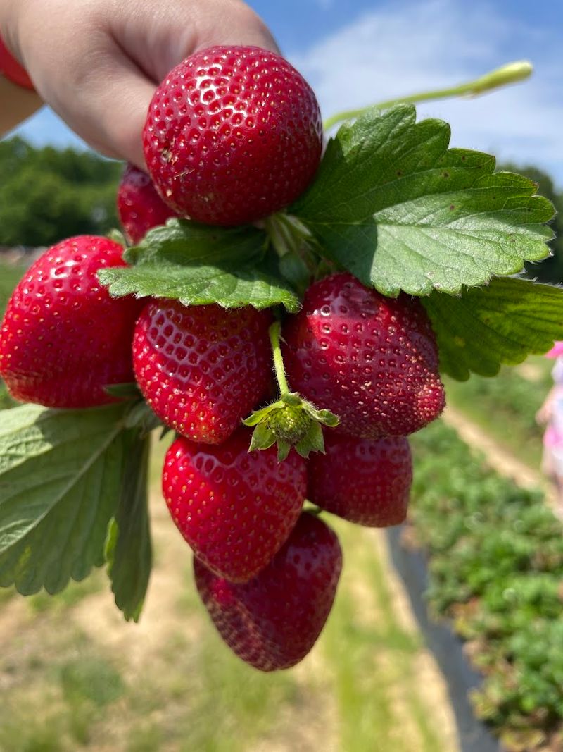 Strawberry Days Feel Especially Fun Strawberry Days Feel Especially Fun