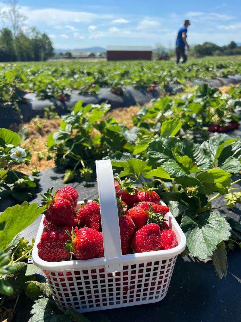 Strawberry Season Kicks Off the Whole Beautiful Circus Strawberry Season Kicks Off the Whole Beautiful Circus