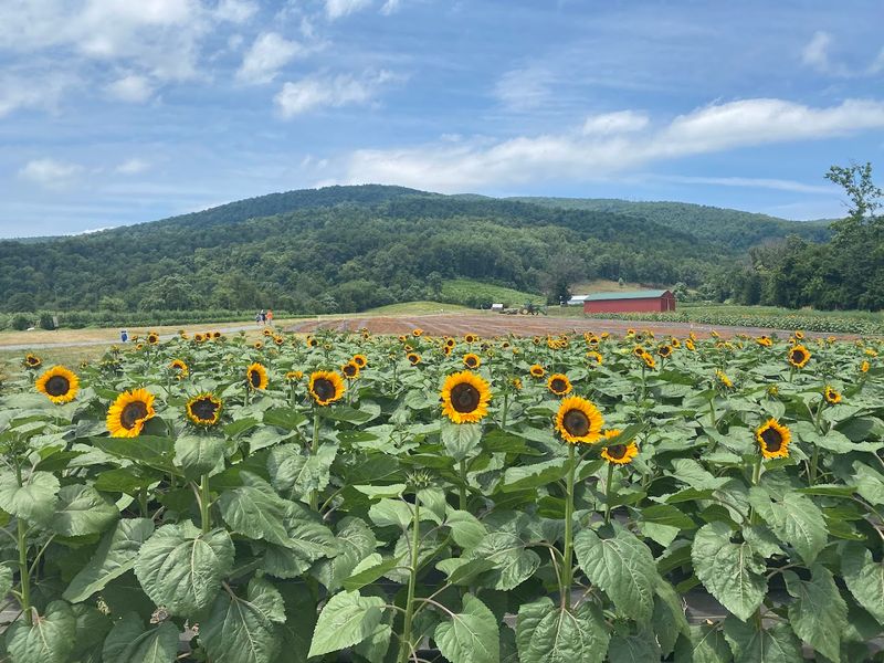 Sunflower Fields That Make Your Camera Work Overtime Sunflower Fields That Make Your Camera Work Overtime