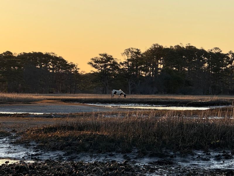Sunrise on the Marsh