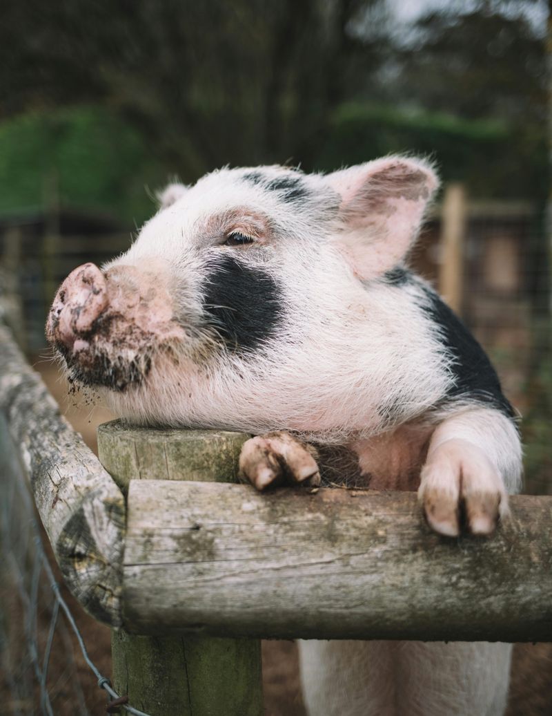 Learn About Pig Intelligence and Personality