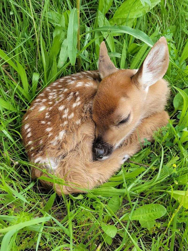 Supporting Coexistence With Indiana's Native Wildlife
