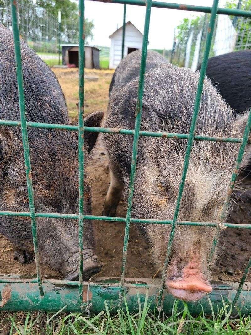 Connect With a Community of Like-Minded Animal Advocates