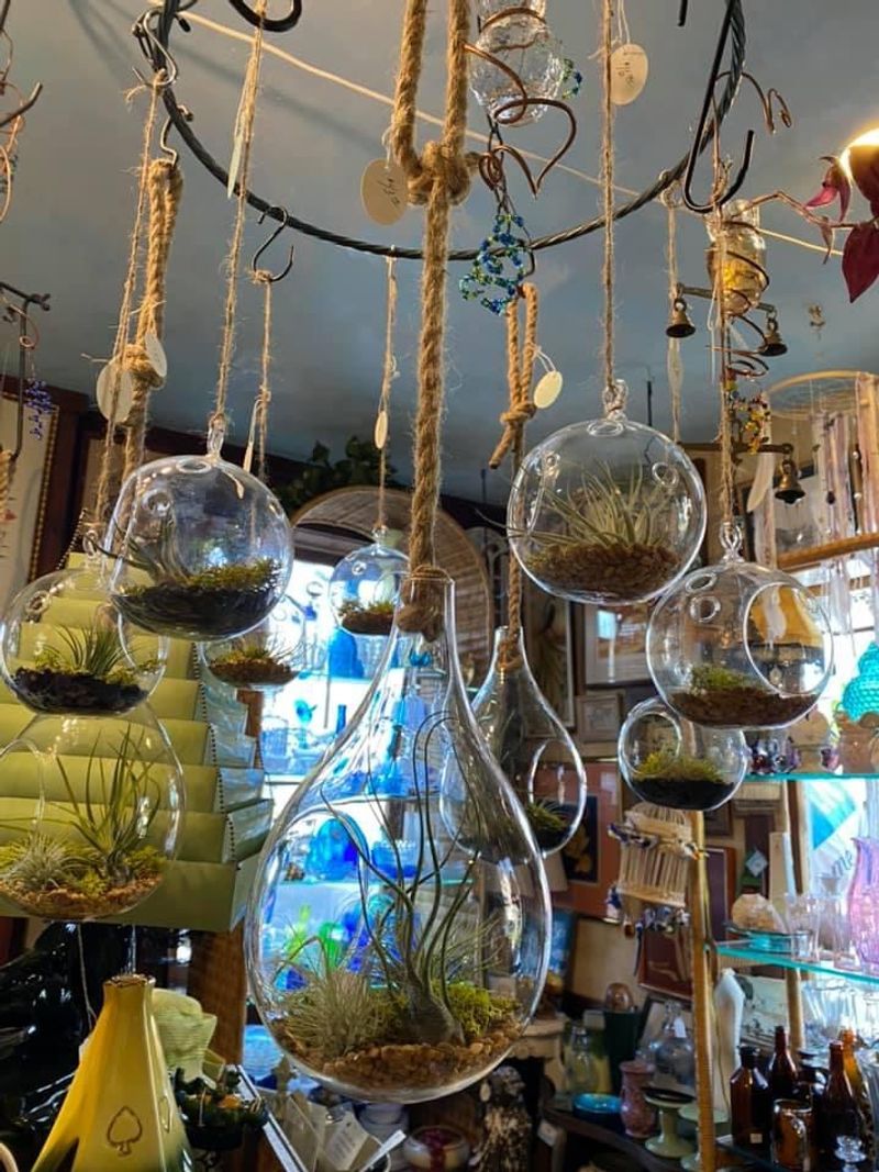 Terrariums, Air Plants, and Living Decor That Bring the Outside In