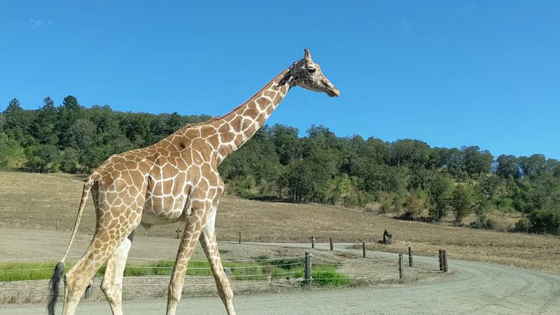 The 4.5-Mile Drive-Through Safari Loop