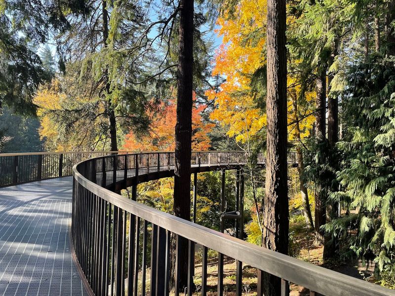 The Aerial Tree Walk That Changes Your Perspective