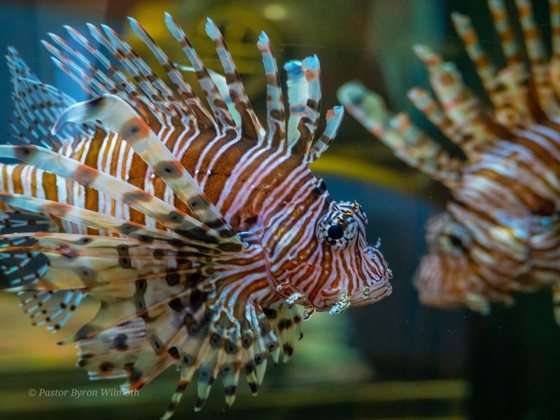 The Alabama Aquarium at Dauphin Island Sea Lab
