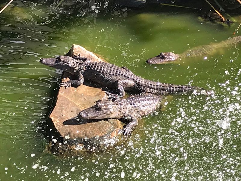 The Alligator Sanctuary and Its Resident Star, Big Padre