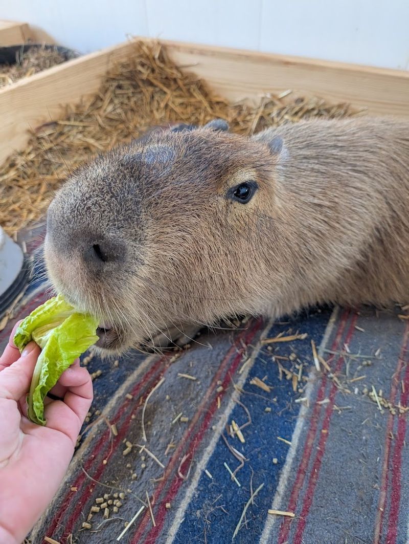 The Ambassador Animals Experience: Feeding a Capybara Up Close