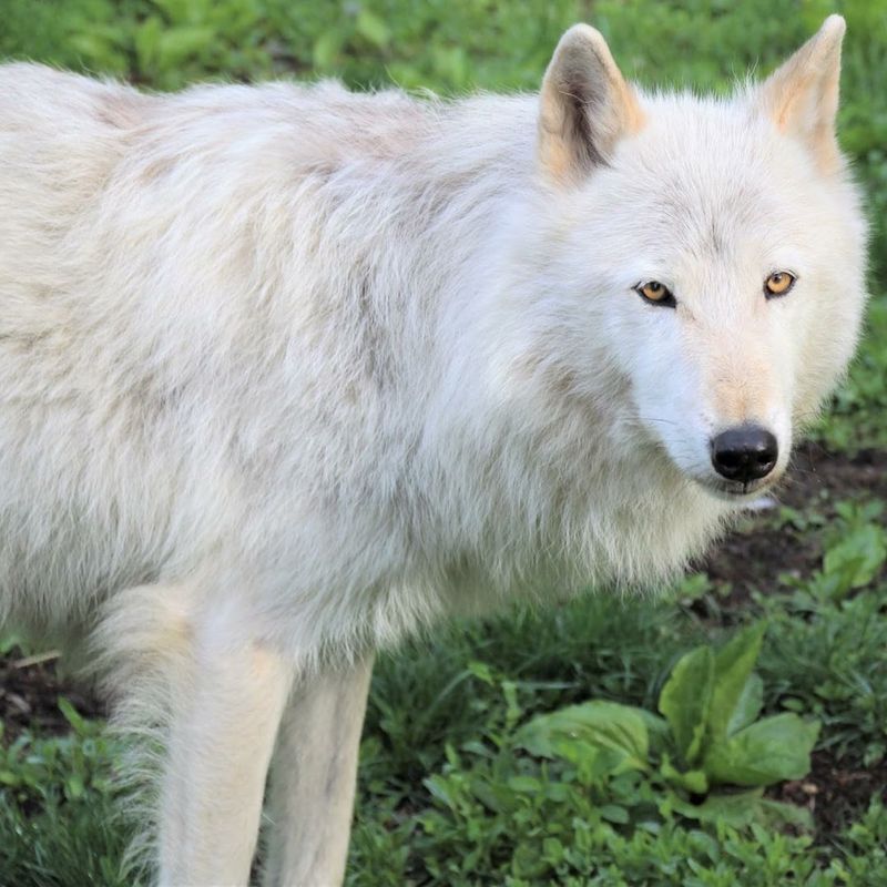 The Ambassador Wolves Are The Heartbeat