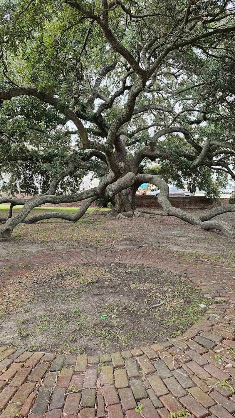 The Ancient Oak Tree That Steals Every Visitor's Attention The Ancient Oak Tree That Steals Every Visitor's Attention