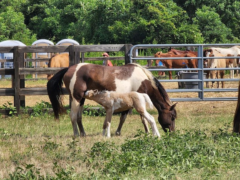 The Annual Pony Penning Tradition The Annual Pony Penning Tradition