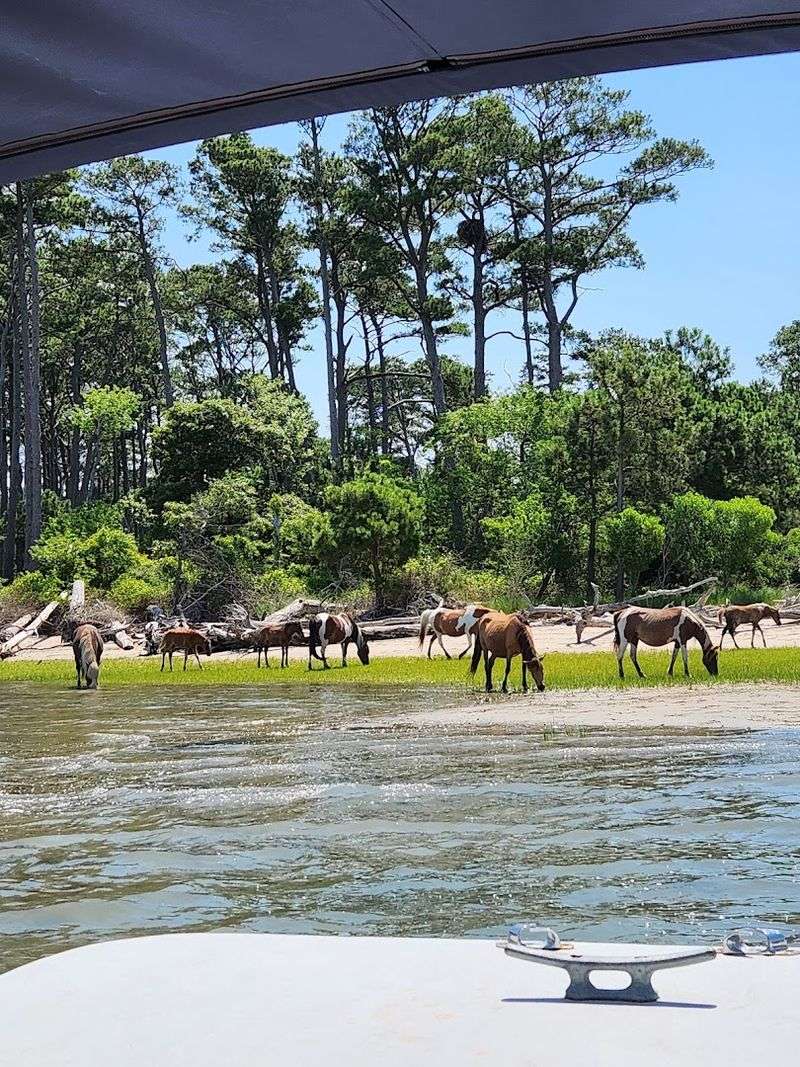 The Annual Pony Swim
